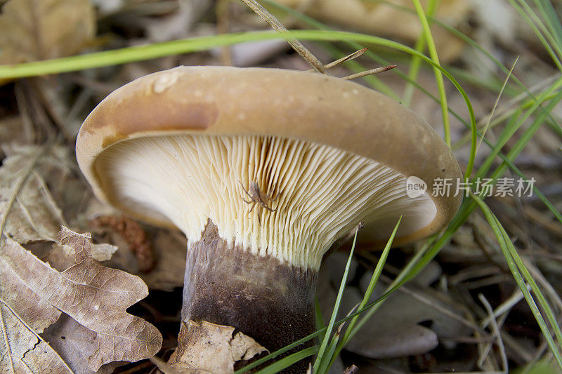 木耳(Paxillus atrotomentosus)